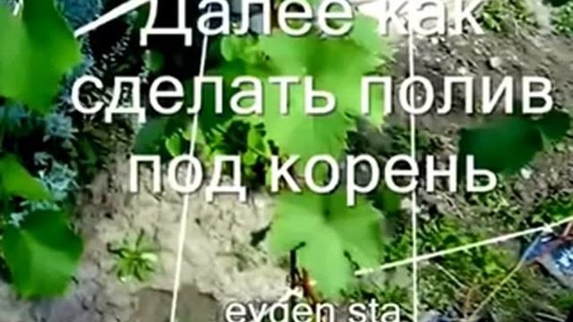Наш огород.Виноград---от посадки саженца до укрытия лозы на зиму.