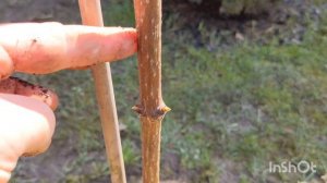 Мой обзор дачного участка