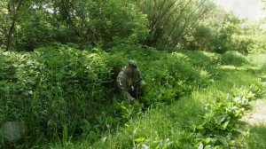 Заготовка листьев подорожника