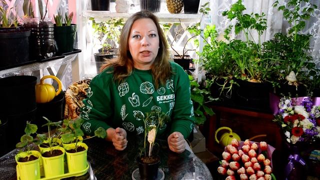 Почему рассада вытягивается? Причины вытягивания рассады! Как помочь рассаде? смотреть онлайн