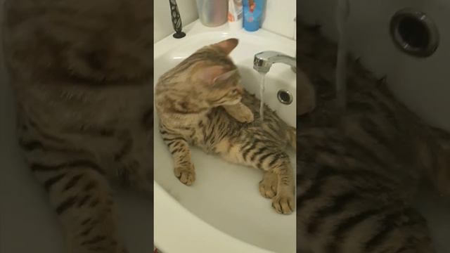 Котенок купается смотреть онлайн