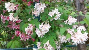 ВЕГЕЛА,КОЛЬКВИЦИЯ!ЦВЕТУЩИЙ МАЙ!15 МАЯ 2022 ГОДА!???