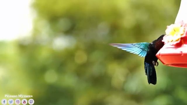 Yспокаивающая музыка для нервов ? Красивая Восточная музыка до мурашек ? Очень Красивая Нежная смотреть онлайн