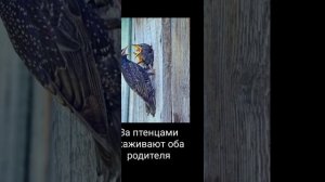 Птица скворец ?