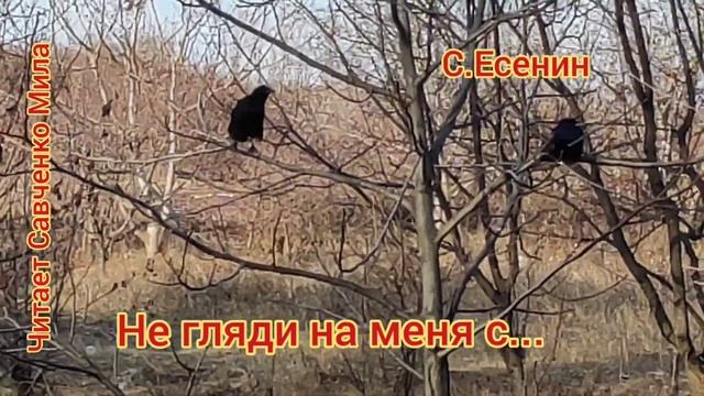Не гляди на меня с упрёком...С.Есенин...читает Савченко Мила. смотреть онлайн