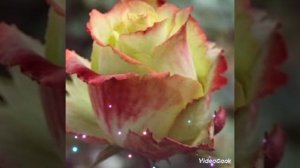 VideoCook_29032023_224242373.mp4