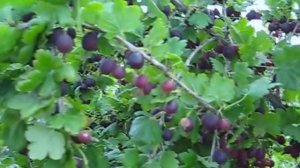 КРЫЖОВНИК ЧЕРНЫЙ НЕГУС .  ЯГОДЫ В НАШЕМ САДУ.