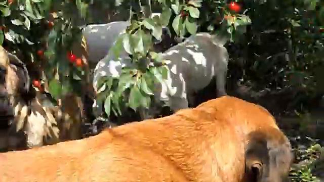 Английский мастиф смотреть онлайн