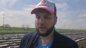 Кукуруза посадка, мульча и Кубанские ливни #КукурузаПосадка #КукурузаСорт #Мульча #Мульчирование