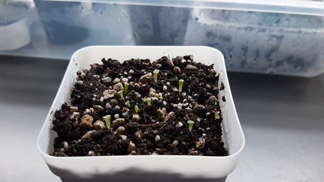 Литопсы из семян. Всходы. смотреть онлайн