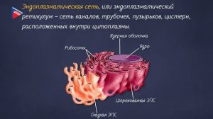 7 класс - Биология - Строение клетки животных. Деление клетки: митоз, мейоз. Эволюция животных