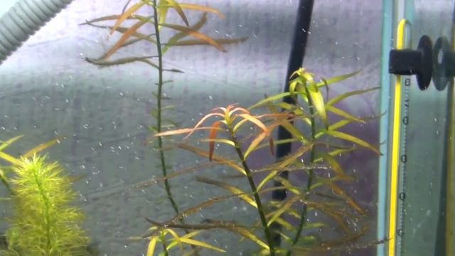 Состояние растений