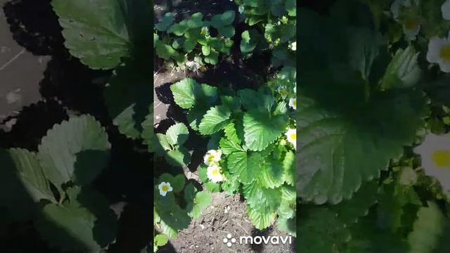 Уход за клубникой. Мой любимый сад.