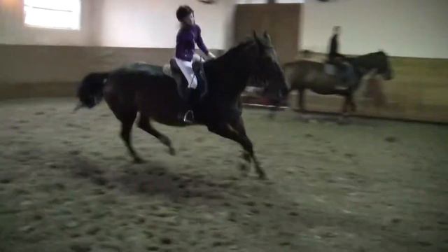 кобыла Бимоль 2004 г,р смотреть онлайн