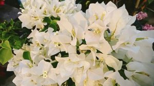 Bridal white w/pink brocks ordinary variety of bougainvillea but it's a beautiful.