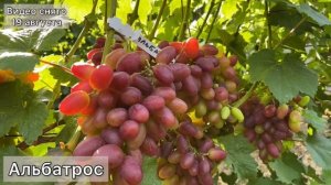 Отборные новинки винограда 2021!