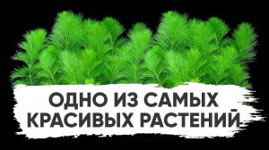 Амбулия водная. Лимнофила водная (Limnophila aquatica)