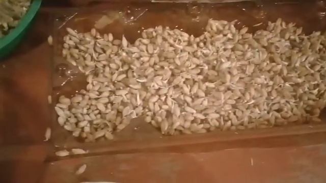 Проращиваем пшеницу за 14 дней/самый хороший способ!