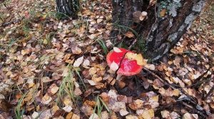 ОСЕННИЙ ЛЕС.AUTUMN FOREST.