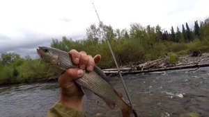 Ловля ХАРИУСА на удочку в глухой ТАЙГЕ/Осень время КРУПНЯКА!/ТАЕЖНАЯ Тяга.