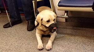 Собака- поводырь в московском метро
