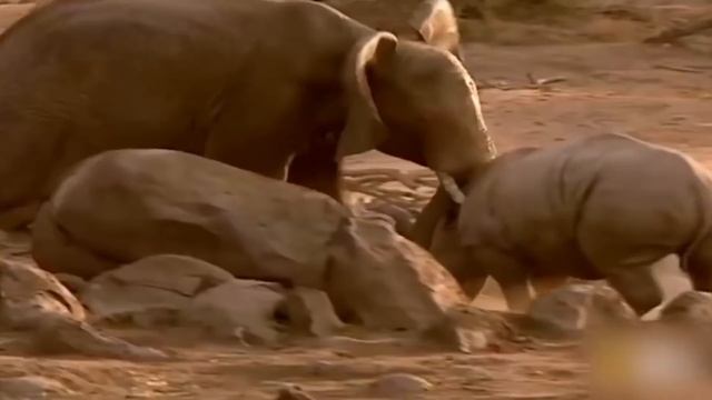 Сумасшедшие Битвы Носорога Снятых На Камеру смотреть онлайн