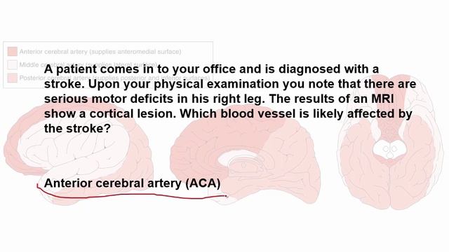 USMLE RX - 9.Неврология и спец.чувства - 1.Анат,физо - 7.Мозговые Артерии—Распределение Коры Г.мозга