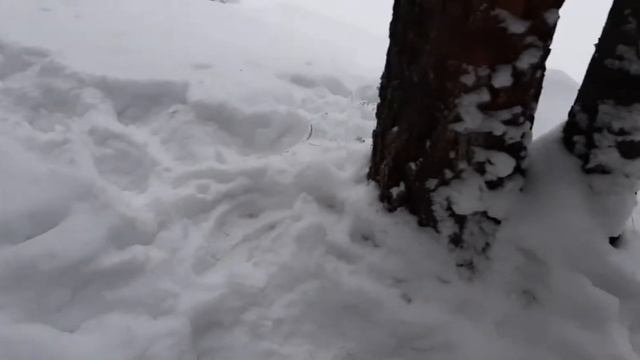 Зимний поход 2021. Сибирский хаски.С новым годом. смотреть онлайн