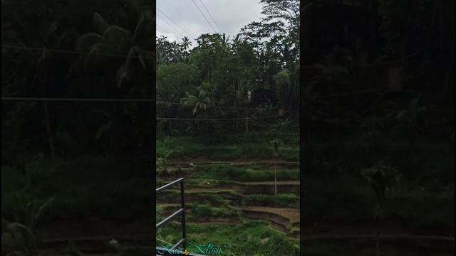 Tegallalang Rice Terrace, Ubud, Bali (Рисовые Террасы Тегалаланг, Убуд, Бали)