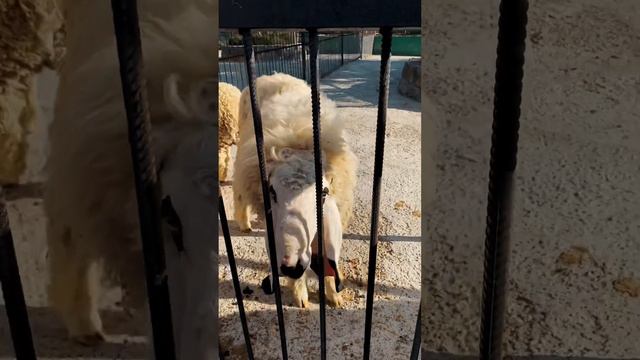 Парк Львов Тайган - краткий видеообзор 🦁 Подробнее в комментарии #крым #паркльвовтайган #тайган