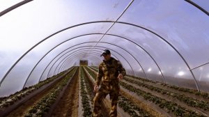 Как поливать? клубнику(землянику).