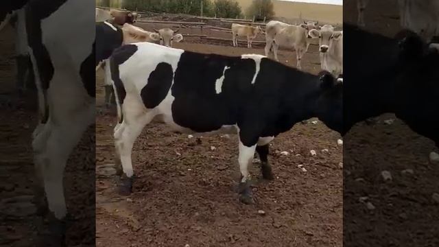 коровы Швицкой и Голштинизированной породы смотреть онлайн