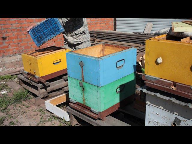 стартер из трёх семей, он же безматочная семья воспитательница. смотреть онлайн