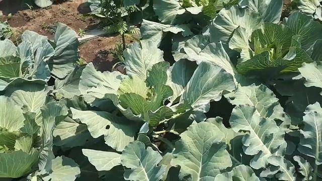 Капуста, когда готова ты к уборке? смотреть онлайн