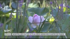 Suivez le guide : Montpellier cultive le plus beau jardin des plantes de France