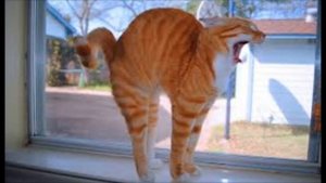 смешные кошки!!   :)            (ха!-ха!)