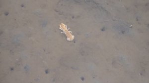 Шикотан Бухта Церковная.Морской рак.