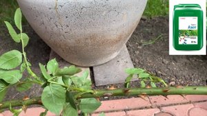 РОЗЫ ? СДЕЛАЙТЕ ЭТО СРОЧНО ОБРЕЗАТЬ, СТЕБЛЕВОЙ РАК РОЗ, ДО ЦВЕТЕНИЯ. ПОСАДКА РОЗ В ГОРШОК!