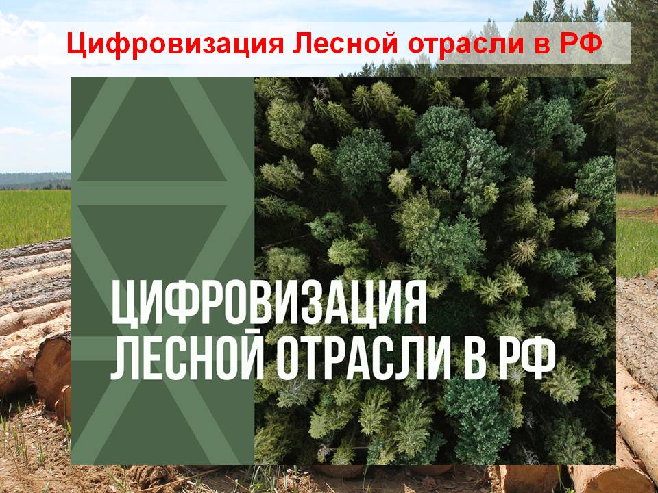 Цифровизация Лесной отрасли в РФ смотреть онлайн