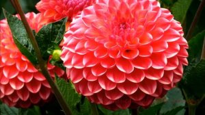 Как хранить георгины зимой.