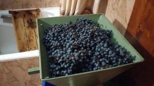 Мыть или не мыть виноград перед приготовлением вина.