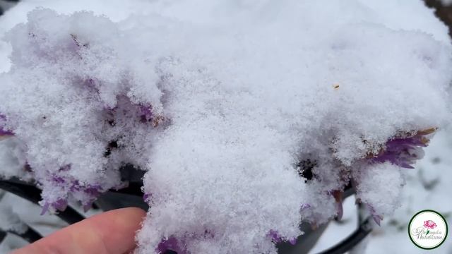 Ноябрь в саду:что цветет до снега смотреть онлайн