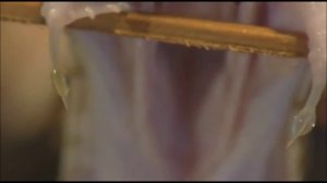 Капля яда гадюки Рассела