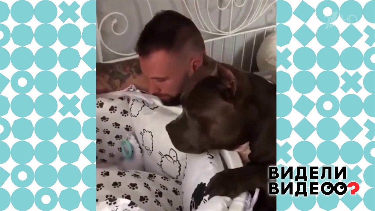 Американские булли охраняют сон малыша. Видели видео? Фрагмент выпуска от 21.06.2020