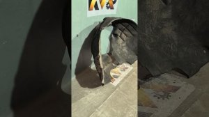 32074 Подкрылок передний левый Audi Q5 2012-