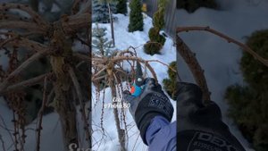 ЛИСТВЕННИЦА НА ШТАМБЕ - формирование ?