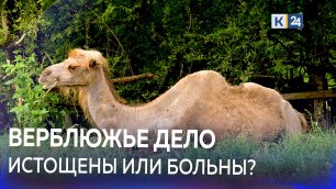 Ситуацией с истощенными верблюдами в Сочи заинтересовались прокуратура и Россельхознадзор