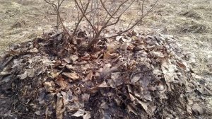 Мульчирование приствольных кругов в саду.