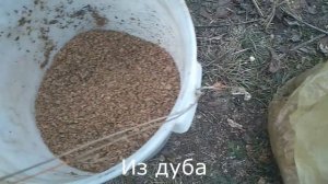 Коптим сало в 200л. бочке.