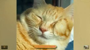 Приколы с животными 23 апреля 2023 года